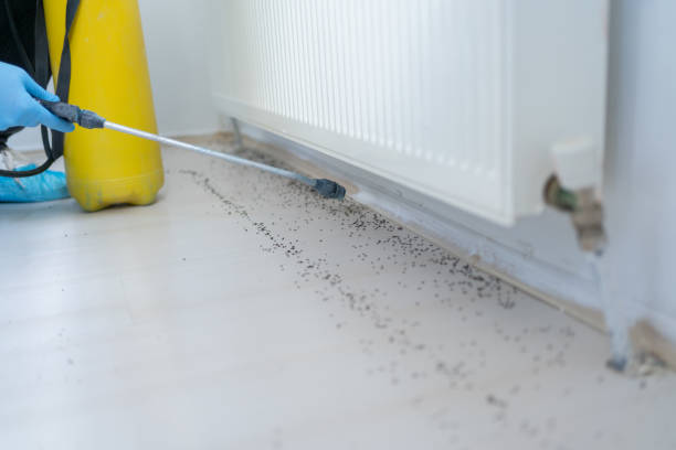 Best Affordable Pest Control Services  in Hickman, NE
